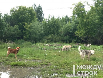 Городская дума Нижнего Тагила рассмотрит вопрос о дополнительном миллионе рублей на отлов бездомных собак