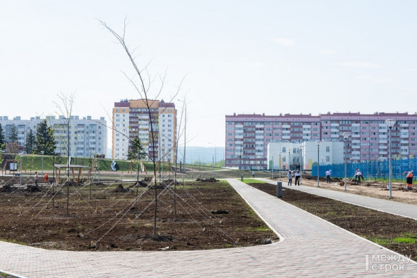 «В экопарке на Муринских прудах эти веточки торчат, потом пропадают или загнивают». Депутаты Нижнего Тагила обсудили озеленение города