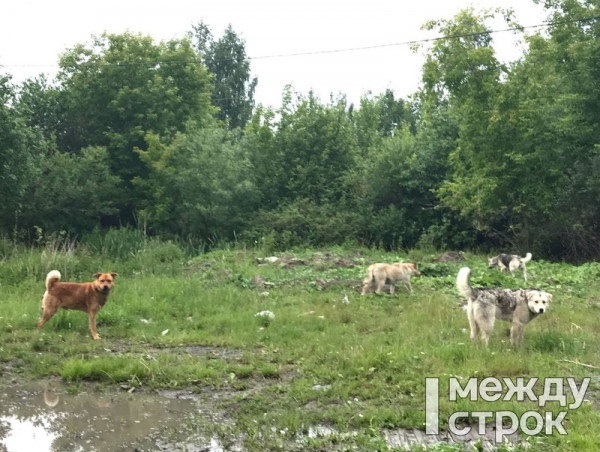 Департамент ветеринарии признал Нижний Тагил самым «собакоопасным» городом Свердловской области