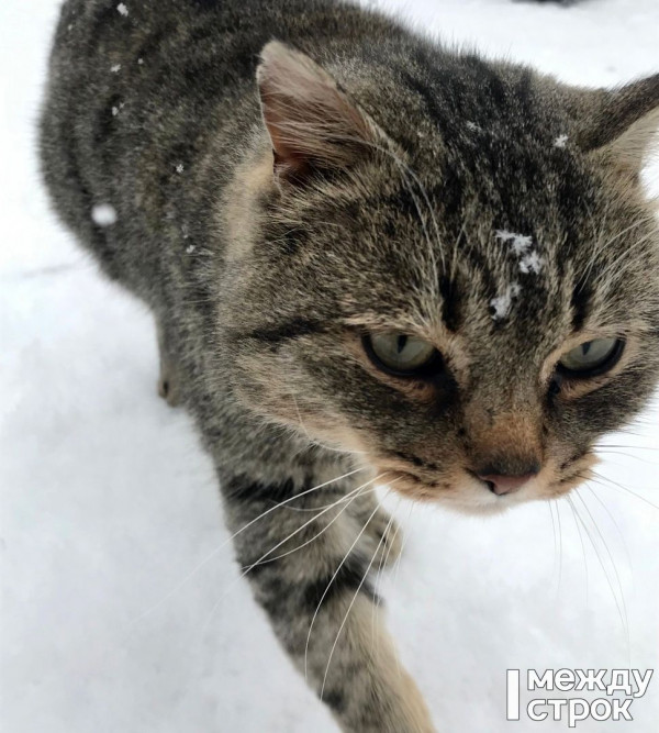 На этой неделе в Нижнем Тагиле будет идти снег