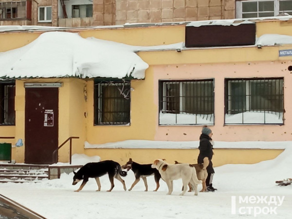 В Нижнем Тагиле стая бродячих собак напала на школьника