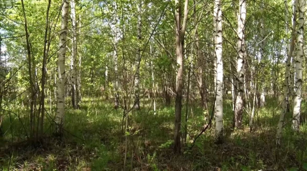 «Что ж вы в сказки-то верите? Я вам ничем помочь не могу, обращайтесь в суд». Многодетная семья из Нижнего Тагила 5 лет не может добиться от Владислава Пинаева благоустройства выданного им участка земли посреди леса «Что ж вы в сказки-то верите? Я вам ничем помочь не могу, обращайтесь в суд». Многодетная семья из Нижнего Тагила 5 лет не может добиться от Владислава Пинаева благоустройства выданного им участка земли посреди леса