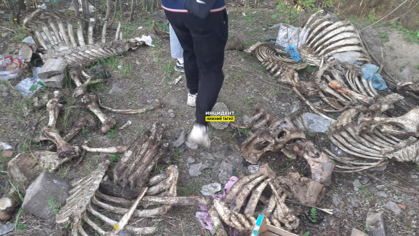В Парке культуры и отдыха металлургов на Тагилстрое неизвестные устроили свалку костей животных