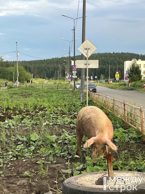 Самостоятельные поросята всю прошлую неделю развлекали жителей ГГМ (ВИДЕО)