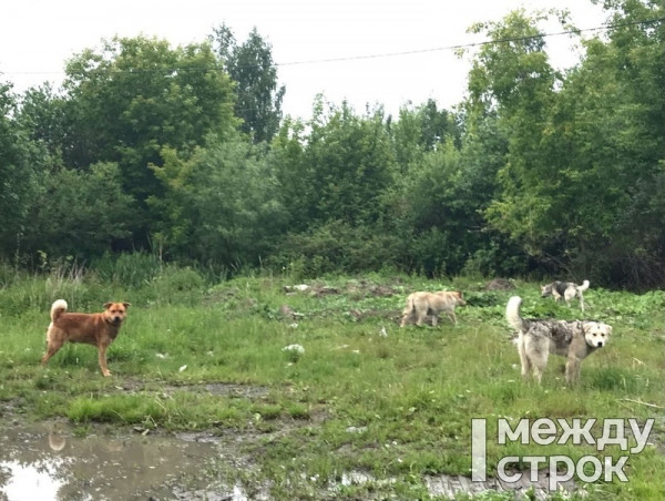 В Нижнем Тагиле прокуратура в очередной раз через суд взыскала с мэрии компенсацию морального вреда из-за нападения бродячей собаки на ребёнка