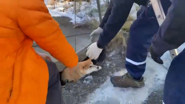 В Нижнем Тагиле муниципальные спасатели помогли собаке, упавшей в колодец (ВИДЕО)