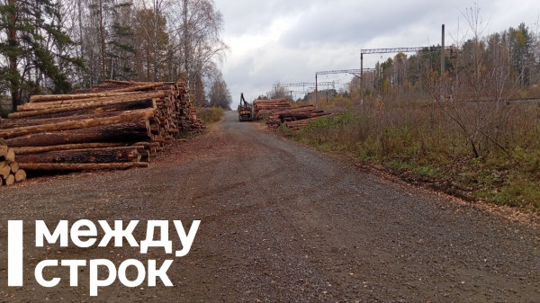 Под Нижним Тагилом прокуратура выявила незаконную вырубку деревьев