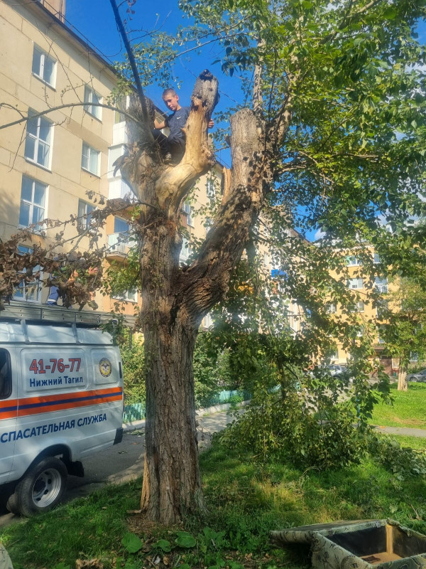 В Нижнем Тагиле, на Вагонке, спасатели дважды за день снимали детей с деревьев