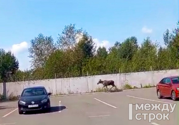 В Нижнем Тагиле молодой лось забрёл на парковку Коксохима (ВИДЕО)