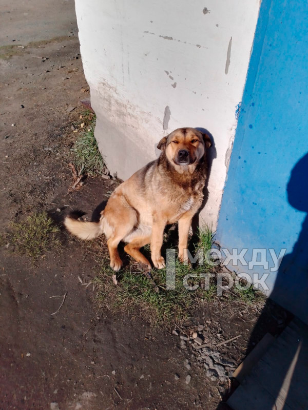 «Я уехал домой со слезами на глазах». Житель Нижнего Тагила через суд пытается вернуть свою собаку, которую, по его мнению, поймали отловщики центра «Добрые руки» 