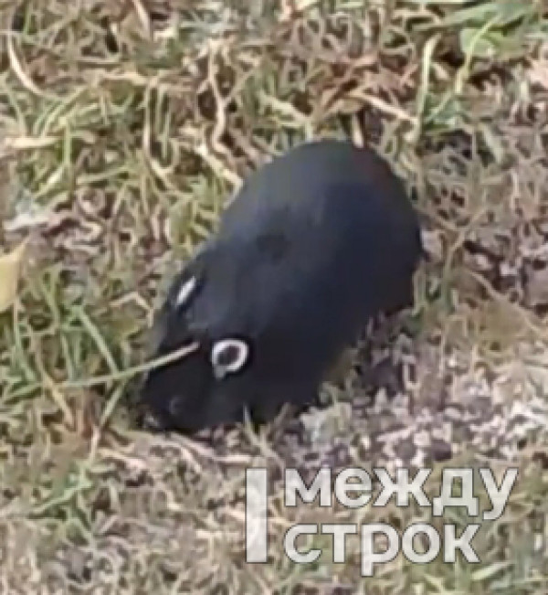 Житель Нижнего Тагила обнаружил на ГГМ необычного зверька (ВИДЕО) Житель Нижнего Тагила обнаружил на ГГМ необычного зверька (ВИДЕО)