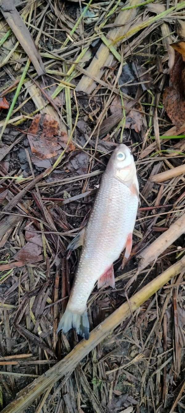 Жители Нижнего Тагила обнаружили массовую гибель рыбы в реке Малая Кушва Жители Нижнего Тагила обнаружили массовую гибель рыбы в реке Малая Кушва