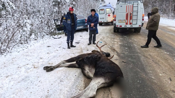 На трассе под Нижним Тагилом легковушка насмерть сбила лося
