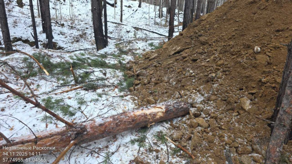Под Нижним Тагилом задержали банду «чёрных лесорубов»