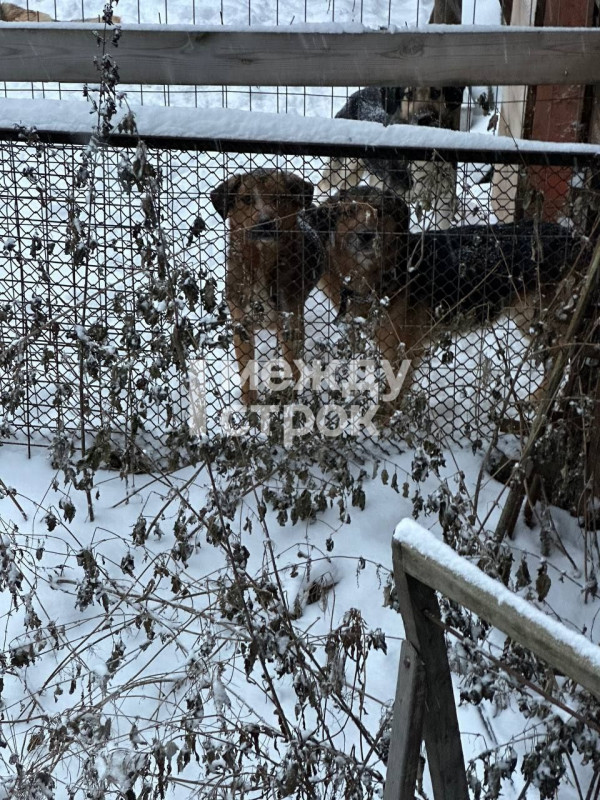 В Нижнем Тагиле пять собак из частного дома на улице Добролюбова ищут новых хозяев В Нижнем Тагиле пять собак из частного дома на улице Добролюбова ищут новых хозяев