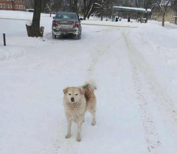 В посёлке под Нижним Тагилом пёс спас замерзающую в снегу 85-летнюю хозяйку 