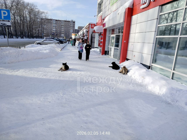 На Тагилстрое бездомная собака едва не напала на ребёнка