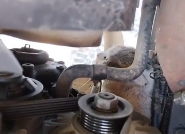 «Если бы я запустил двигатель, то её бы там размотало». В Нижнем Тагиле водитель мусоровоза вовремя заметил кошку, сидевшую под мотором машины