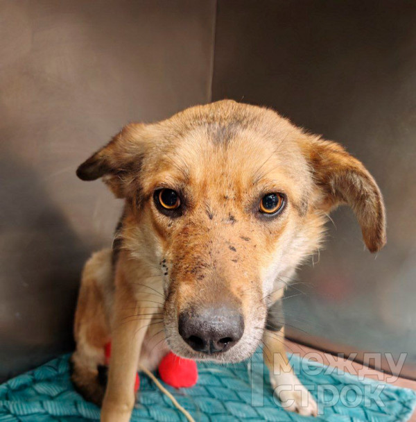 «Когда я увидела ужасное состояние Кнопы, сразу решила помочь». В Нижнем Тагиле волонтёры спасли жизнь бездомной собаке «Когда я увидела ужасное состояние Кнопы, сразу решила помочь». В Нижнем Тагиле волонтёры спасли жизнь бездомной собаке