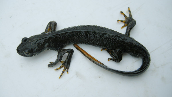 В Свердловской области хищная рыба ротан может уничтожить популяцию краснокнижного гребенчатого тритона, живущего на планете уже 200 млн лет. Учёные попытаются его спасти