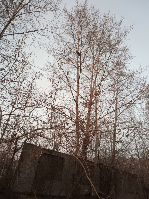 Екатеринбургские зооспасатели помогли тагильскому коту, застрявшему на дереве