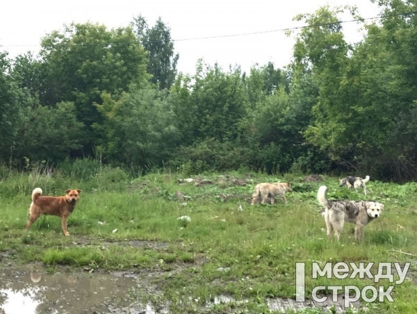 Мэрия Нижнего Тагила расторгла контракт на отлов бездомных животных с приютом «Добрые руки» Мэрия Нижнего Тагила расторгла контракт на отлов бездомных животных с приютом «Добрые руки»
