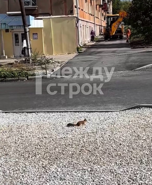 В Нижнем Тагиле белка прибежала проверить ход ремонтных работ на улице Газетной (ВИДЕО) В Нижнем Тагиле белка прибежала проверить ход ремонтных работ на улице Газетной (ВИДЕО)