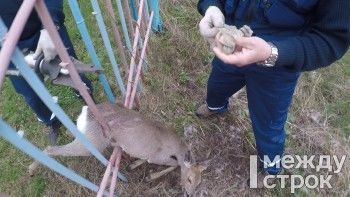 В Нижнем Тагиле спасли оленёнка, застрявшего в заборе возле школы (ВИДЕО)