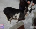 «Они мне не нужны». В Нижнем Тагиле мужчина выгнал на мороз домашних коз (ВИДЕО)