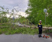 В Нижнем Тагиле на дорогу упало дерево