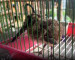 В Свердловской области сотрудник Росгвардии спас птенца краснокнижного вальдшнепа