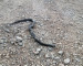 Под Нижним Тагилом во время турслёта работника УВЗ укусила змея