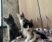 В Нижнем Тагиле пенсионерку выселили из муниципального жилья из-за долгов по квартплате. Женщина заявляет, что в квартире остались 10 голодных кошек (ВИДЕО)