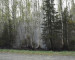 В Свердловской области за прошедшие сутки пожарные потушили 1,8 тысячи гектаров леса