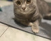 В Нижнем Тагиле продают британского кота «королевских кровей» за 50 млн рублей