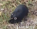 Житель Нижнего Тагила обнаружил на ГГМ необычного зверька (ВИДЕО)