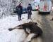 На трассе под Нижним Тагилом легковушка насмерть сбила лося