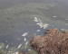 Эксперты назвали причины массового мора рыбы в Свердловской области