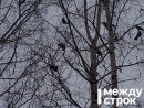 Жители Нижнего Тагила заметили в центре города соболя (ВИДЕО)