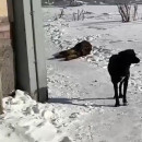 Прокуратура Нижнего Тагила проверит новую компанию по отлову бездомных собак после случая на Красном Камне