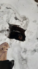 В Нижнем Тагиле спасатели вытащили собаку, которая провалилась в заброшенный погреб В Нижнем Тагиле спасатели вытащили собаку, которая провалилась в заброшенный погреб