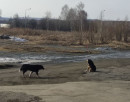 В Нижнем Тагиле депутаты и чиновники поспорили, кто должен отлавливать в городе бездомных собак. Решение неожиданно пришло от областных властей