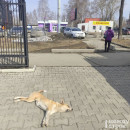 В Горнозаводском управленческом округе построят приют для бездомных собак