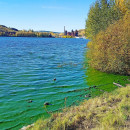 Тагильский пруд затянуло сине-зелёными водорослями