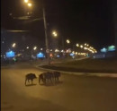  В Нижнем Тагиле житель Гальянки снял на видео бегающих по дороге кабанов