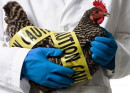 В Свердловской области из-за режима ЧС по птичьему гриппу выросли цены на курицу и яйца
