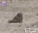 В Нижнем Тагиле на Вагонке заметили хищную птицу (ВИДЕО)