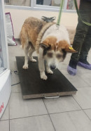 Жители посёлка под Нижним Тагилом борются за жизнь глухого и ослепшего пса. По одной из версий, его покалечили местные подростки Жители посёлка под Нижним Тагилом борются за жизнь глухого и ослепшего пса. По одной из версий, его покалечили местные подростки