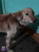 «Мой хозяин м***к». Актриса Нижнетагильского драматического театра подобрала на улице собаку с необычной запиской в ошейнике «Мой хозяин м***к». Актриса Нижнетагильского драматического театра подобрала на улице собаку с необычной запиской в ошейнике