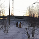 Сергей Носов предложил создавать приюты для бродячих собак при исправительных колониях